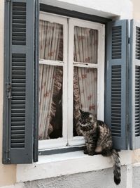 Cat looking at window of a house in corfu island 