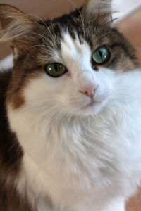 Close-up portrait of cat