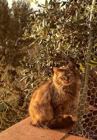 Portrait of cat sitting by plants