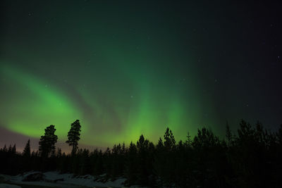 Scenic view of trees against sky at night during winter