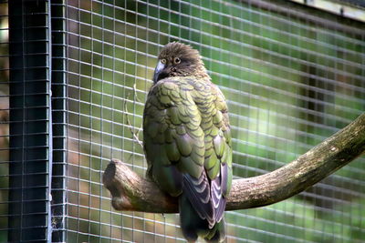 Close-up of bird perching in cage