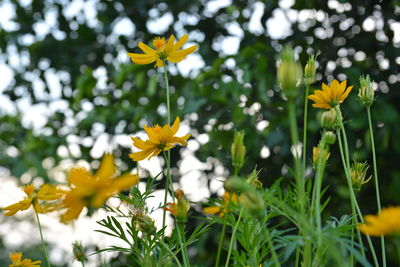 Close-up of yellow flowering plant on field