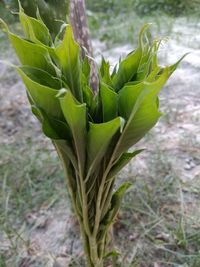 Close-up of fresh green plant on field