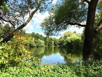 Reflection of trees in lake