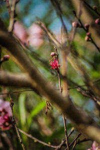 Close-up of insect on plant