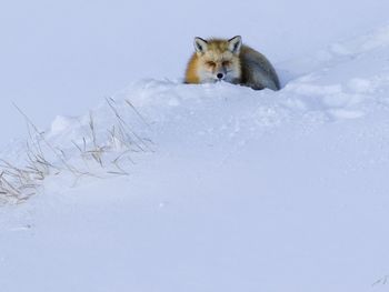 animal