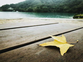 Close-up of maple leaves on wood