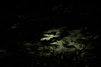 Close-up of flowering plant on field at night