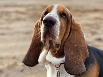 Close-up of dog on beach