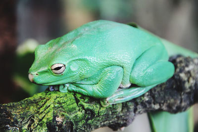 Close-up of green lizard