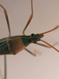 Close-up of insect