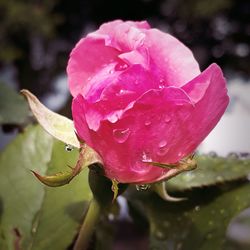 Close-up of water drops on pink rose