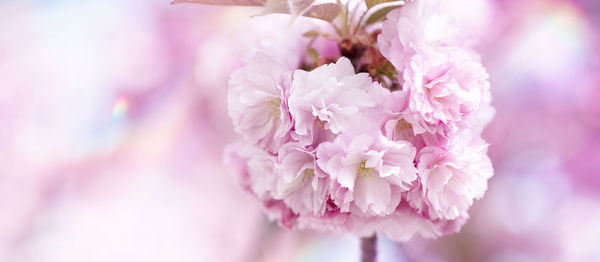 Close-up of pink cherry blossom