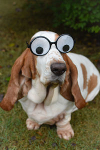 Close-up of dog on field wearing funny glasses 