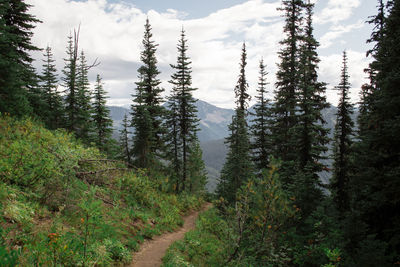 Scenic view of forest against sky