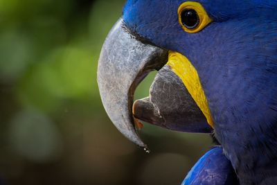 Close-up of a parrot