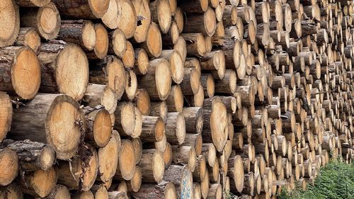 Full frame shot of logs in forest