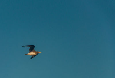 Low angle view of seagull flying in sky