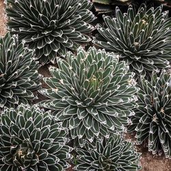 Full frame shot of cactus plant