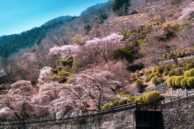 View of cherry trees and evergreen bushes growing on mountainside in early spring