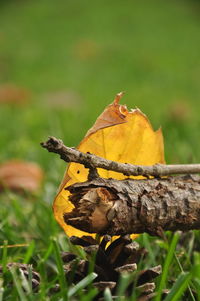 Close-up of yellow butterfly on grass