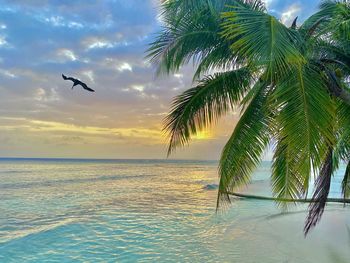 Scenic view of palm tree by sea against sky