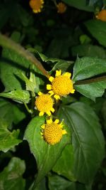 Close-up of yellow flowers blooming outdoors