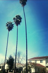 Low angle view of palm trees against blue sky