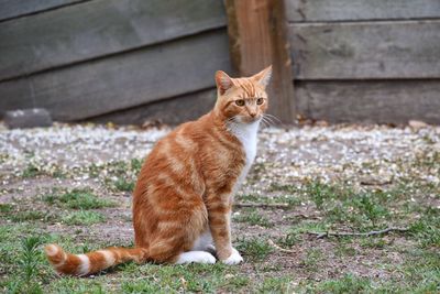Portrait of ginger cat on field