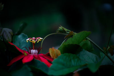 Close-up of plants growing outdoors