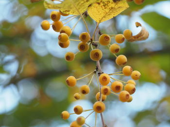 Low angle view of fruits growing on tree