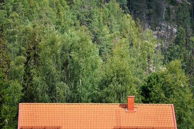 Trees and plants growing outside house in forest