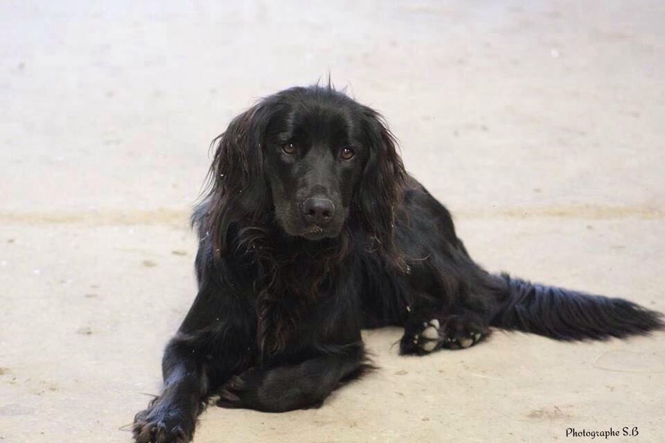 animal themes, one animal, mammal, domestic animals, dog, black color, pets, full length, sitting, relaxation, black, no people, zoology, looking at camera, focus on foreground, portrait, outdoors, day, close-up