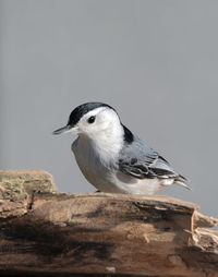 Close-up of bird perching on rock