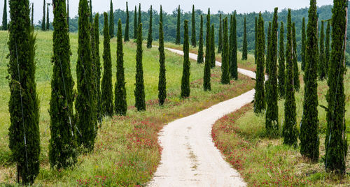 Panoramic shot of vineyard