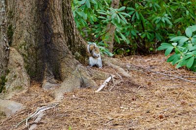 Cat in a forest