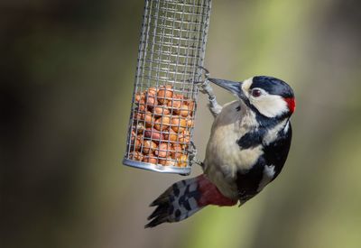 Close-up of bird perching on feeder