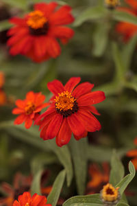 Detail shot of red flowers