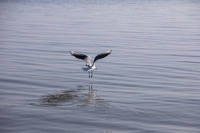 Seagull flying over sea