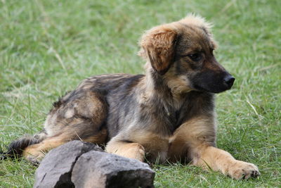 View of a dog sitting on field