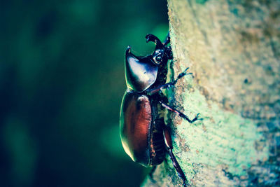 Close-up of insect on tree trunk