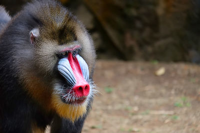 Close-up of a monkey