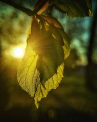 Close-up of fresh green plant