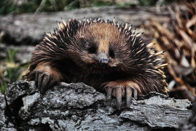 Close-up of an animal on rock