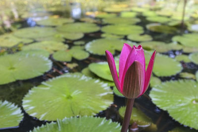 Close-up of lotus water lily in pond