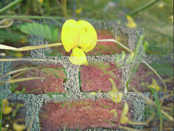 Close-up of wet yellow leaf in rainy season
