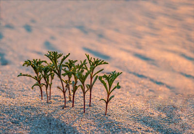 A green sprout in the sand. a young plant in the sea sand. a small bush on the sand.