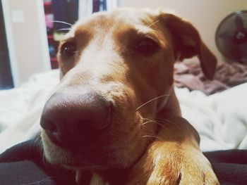 Close-up portrait of dog relaxing on bed at home