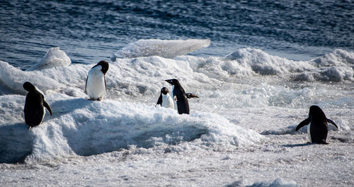 Adelie penguins playing on a small iceberg