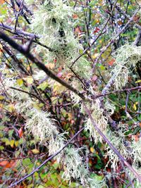 Close-up of tree branches